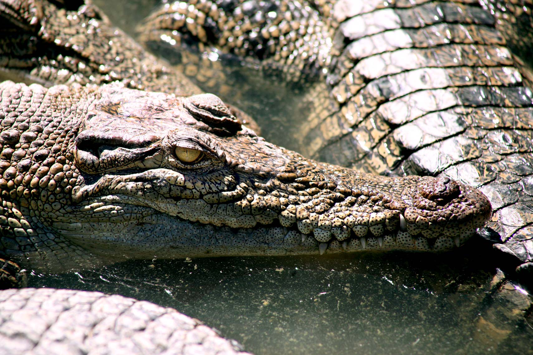 p-t-crocs01.jpg